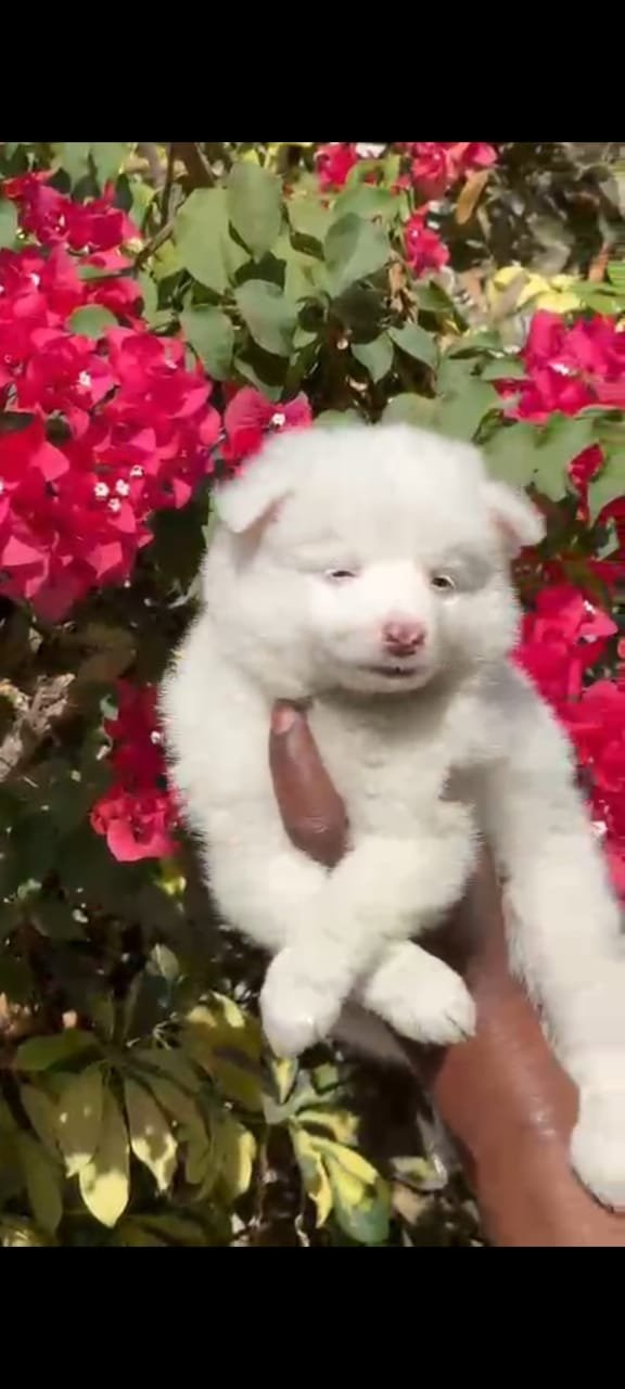 Buy Male Pomeranian Puppy from Hyderabad